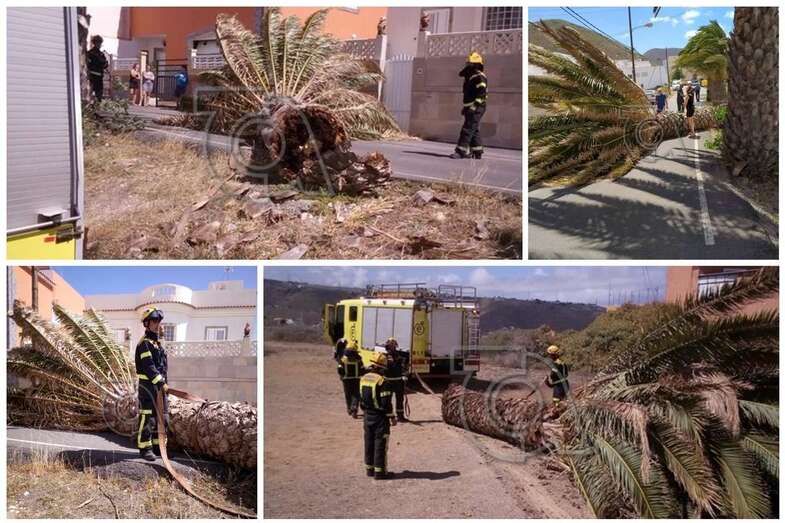 Imágenes de la palmera caída y de su retirada de la vía por los bomberos (Foto TA)